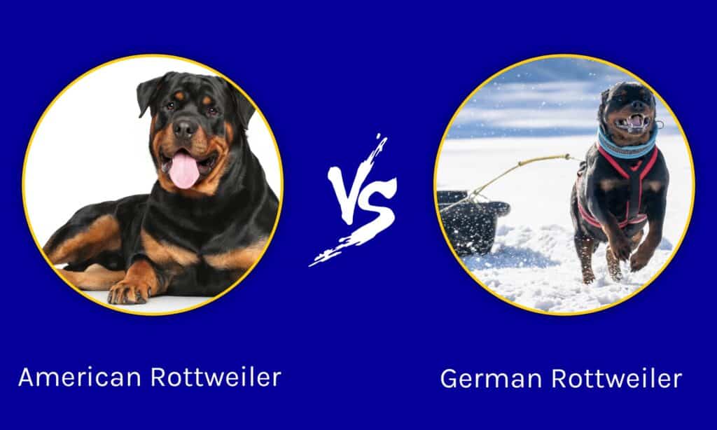 Rottweiler tedesco contro rottweiler americano: quali sono le differenze?
