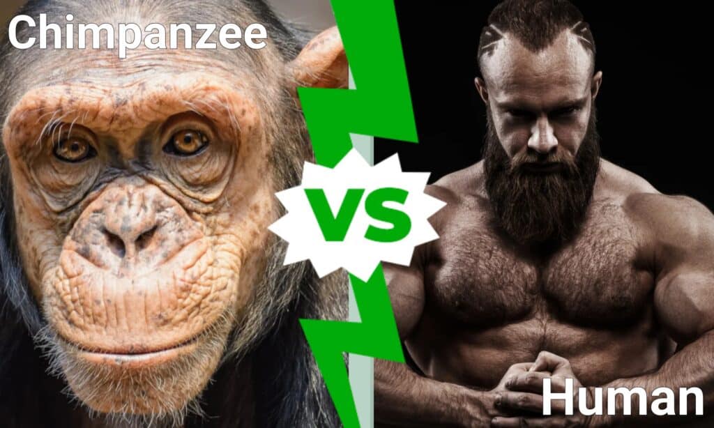 Scimpanzé contro uomo: chi vincerebbe in uno scontro?
