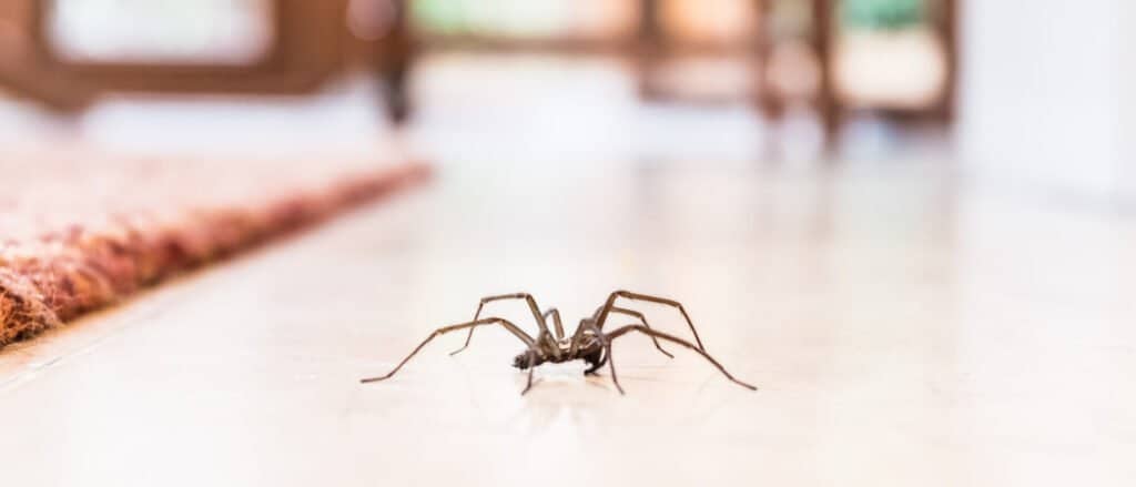 Ragno domestico comune che striscia sul pavimento del soggiorno