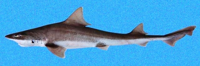 Immagine di uno squalo palombo bruno (Mustelus henlei)