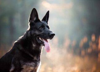 Un uomo accarezza un cane. Fiducia, amore tra un cane e un uomo, messa a fuoco morbida, mani sfocate. Pastore soddisfatto che sorride