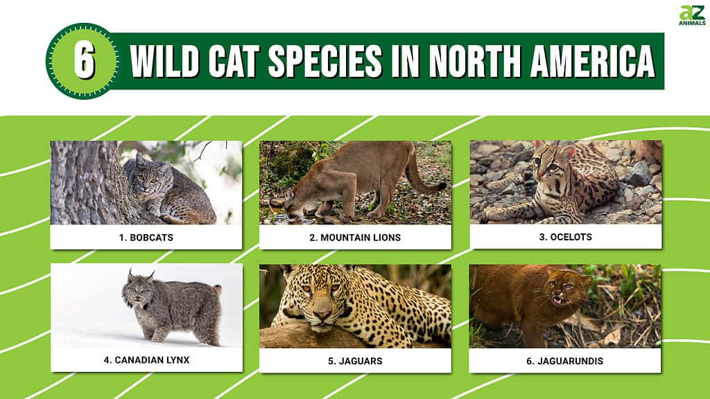 6 specie di gatti selvatici nel Nord America
