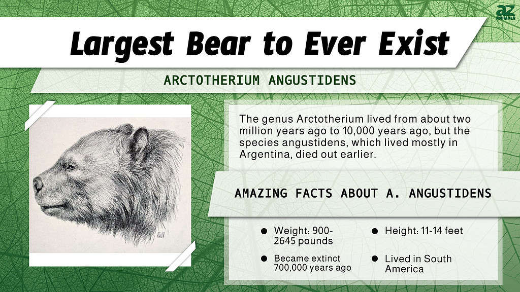 Scopri l'orso più grande mai esistito (fino a 4 volte più grande di un grizzly!)
