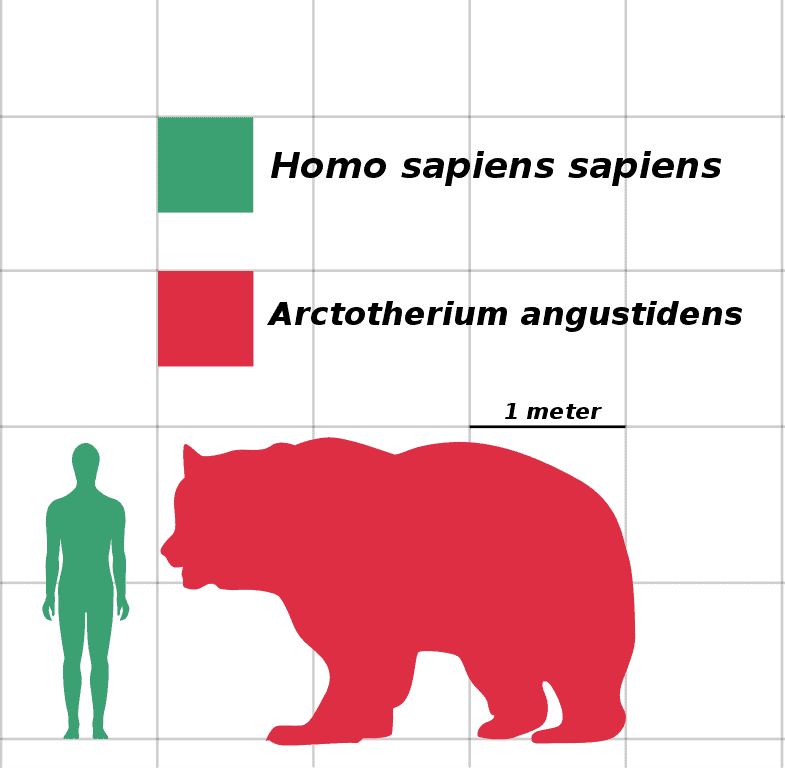 Confronto delle dimensioni tra Homo sapiens e Arctotherium angustidens