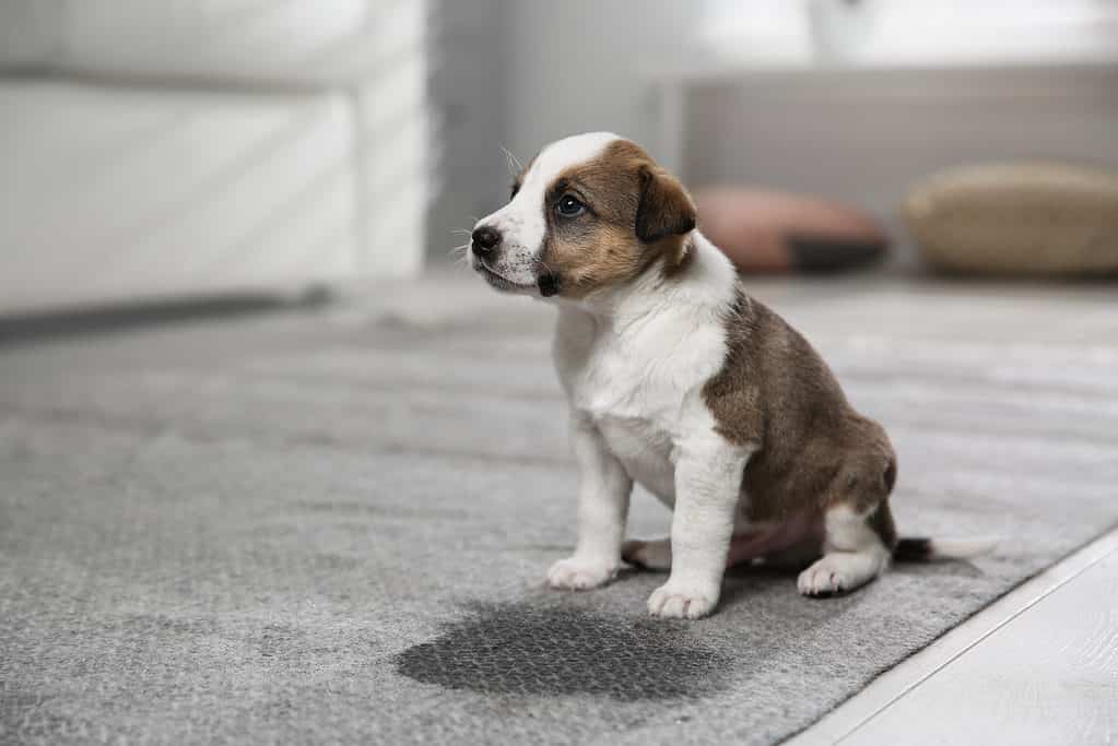 Cucciolo vicino al punto bagnato - Cane che fa pipì in casa