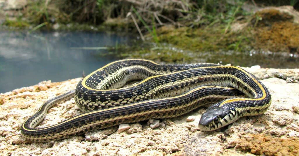 Serpente nero con striscia gialla: cosa potrebbe essere?