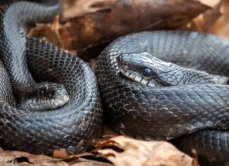 Serpente nero con ventre bianco