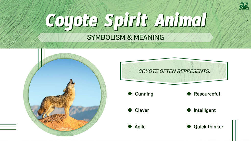 Infografica sullo spirito animale del coyote