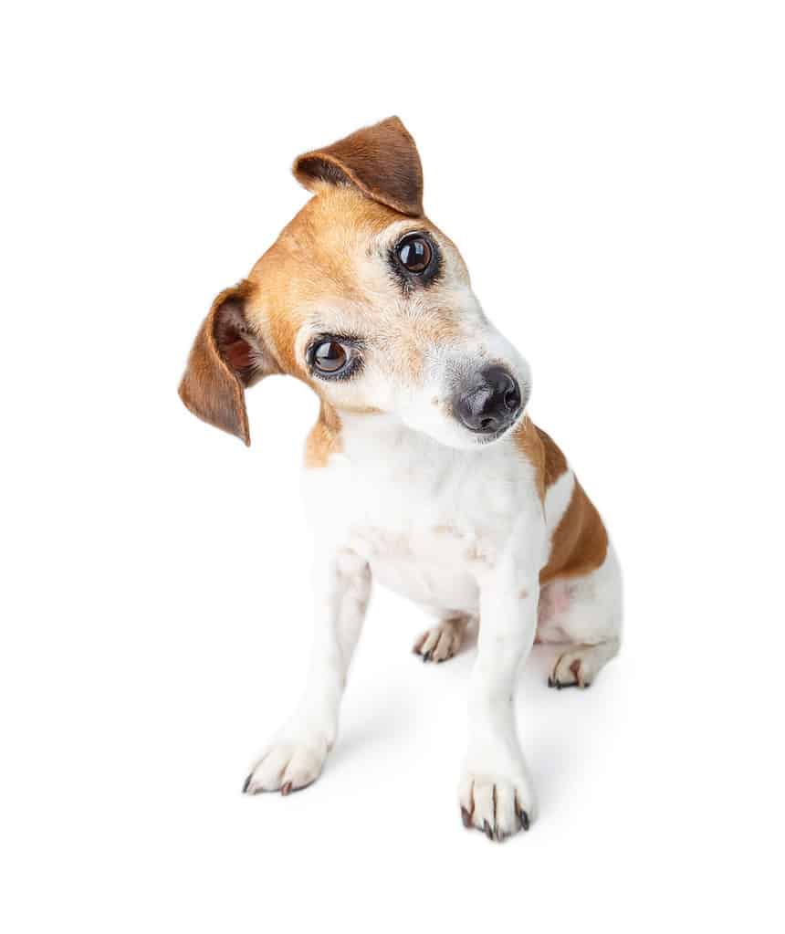 curioso confuso carino cane ti guarda attentamente. Adorabile Jack Russell Terrier animale domestico. Sfondo bianco