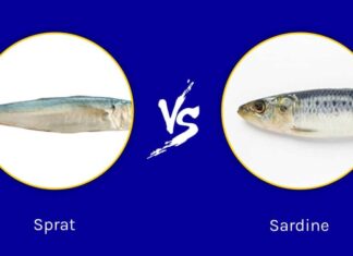 Spratti e sardine: quali sono le differenze?
