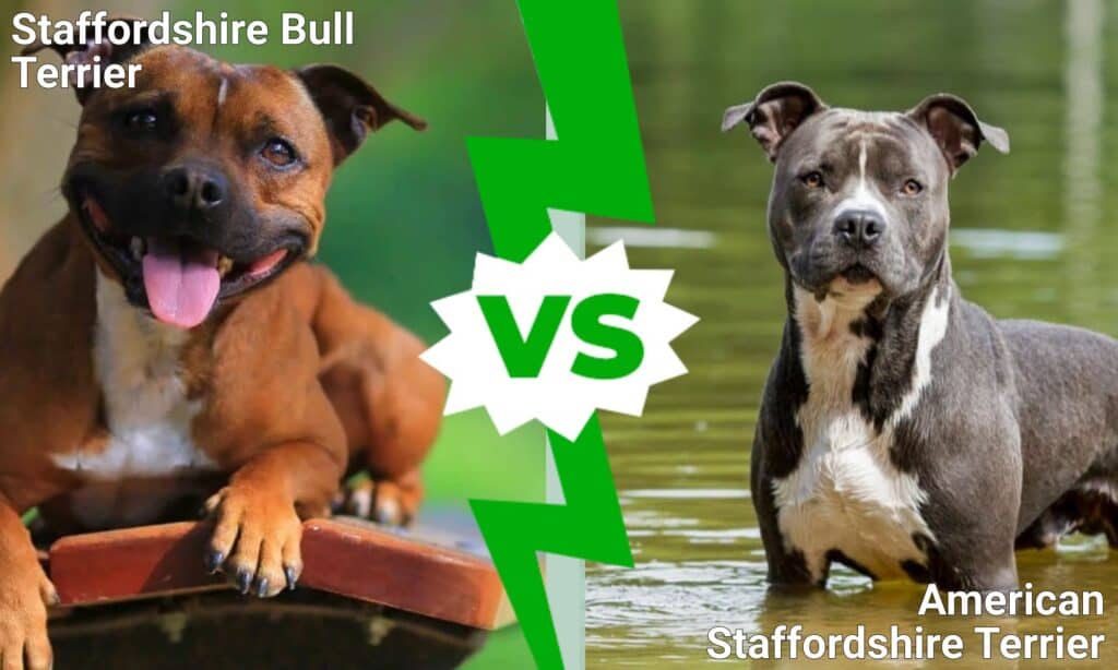 Staffordshire Bull Terrier contro American Staffordshire Terrier