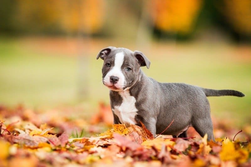 Cucciolo di Staffordshire bull terrier tra le foglie