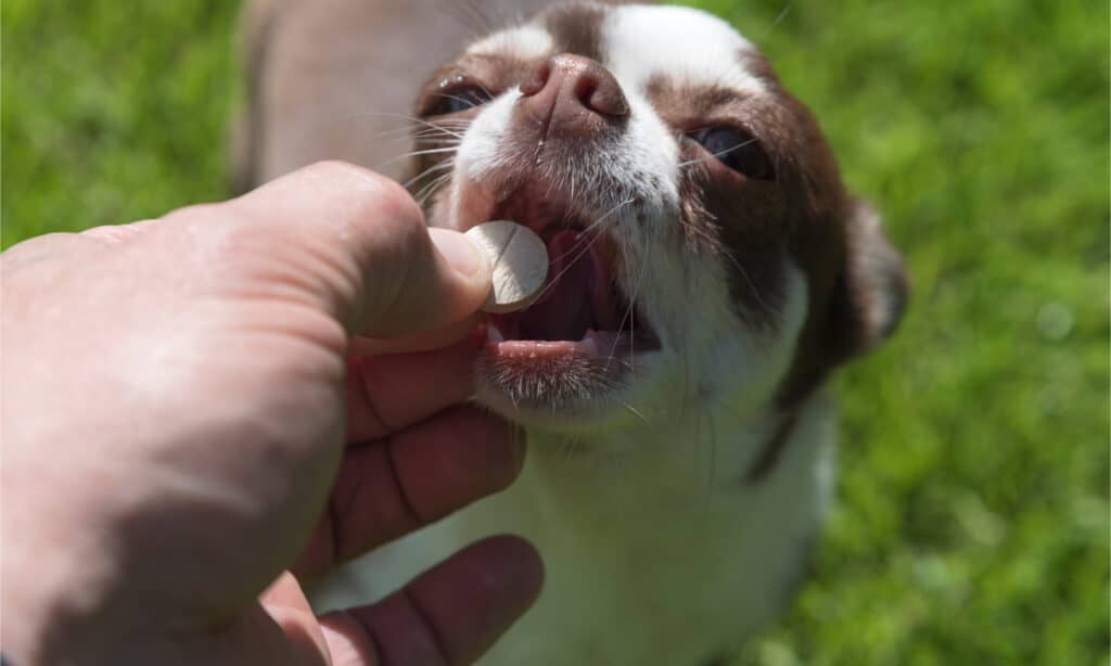 Mano che dà una pillola al chihuahua