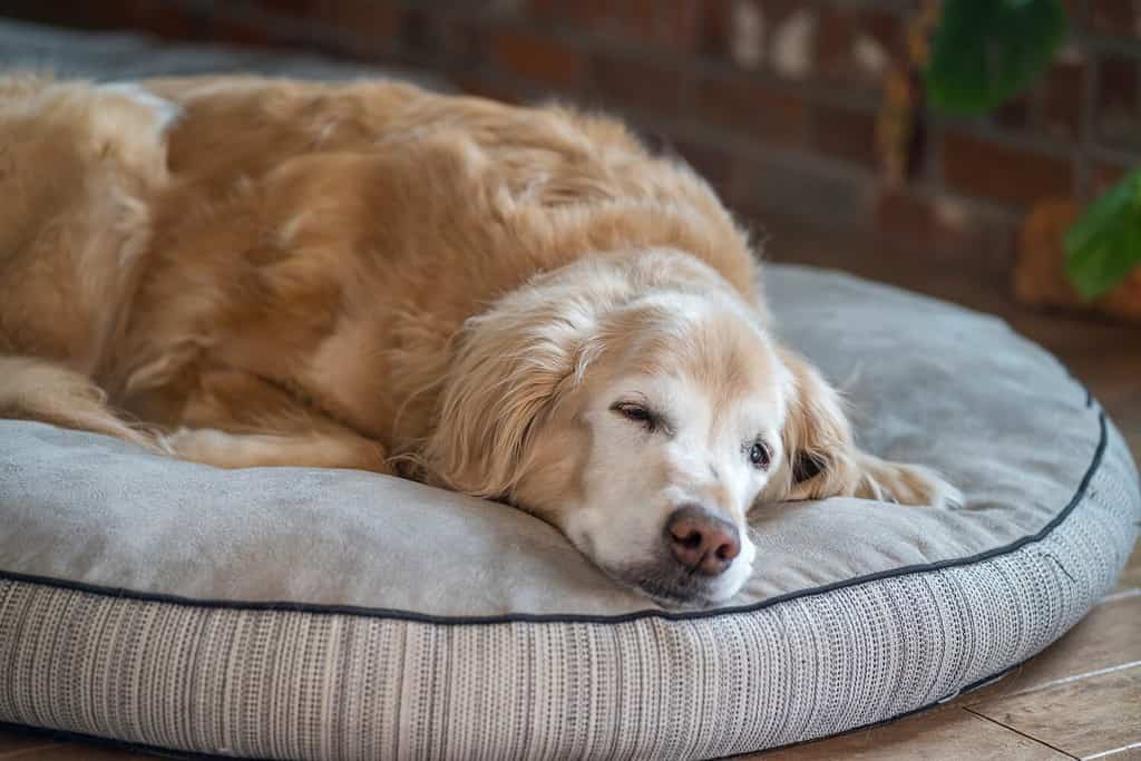 Golden Retriever anziano che riposa su una cuccia per cani