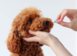 Donna che dà una pillola a un barboncino nano