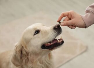 Cane che riceve una pillola aromatizzata