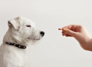 Jack Russell Terrier cane malato in attesa di ricevere la pillola dalla mano del proprietario o del medico. Assistenza sanitaria per animali domestici, farmaci veterinari, trattamenti, concetto di integratore alimentare medico