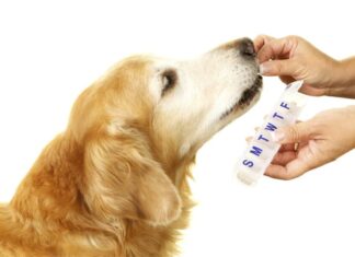 Golden retriever che prende farmaci o vitamine dalle mani del proprietario, con una mano che tiene un portapillole settimanale