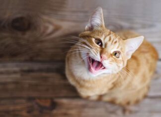 Giovane gatto soriano zenzero seduto su un pavimento di legno guarda in alto, chiede cibo, miagola, sorride primo piano, vista dall'alto, messa a fuoco selettiva morbida