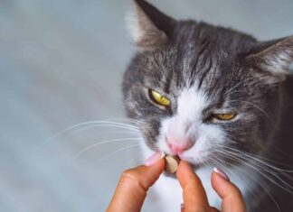 Proprietario che somministra una medicina in pillole a un gatto malato. Medicinali e vitamine per animali domestici. Pillole per animali.