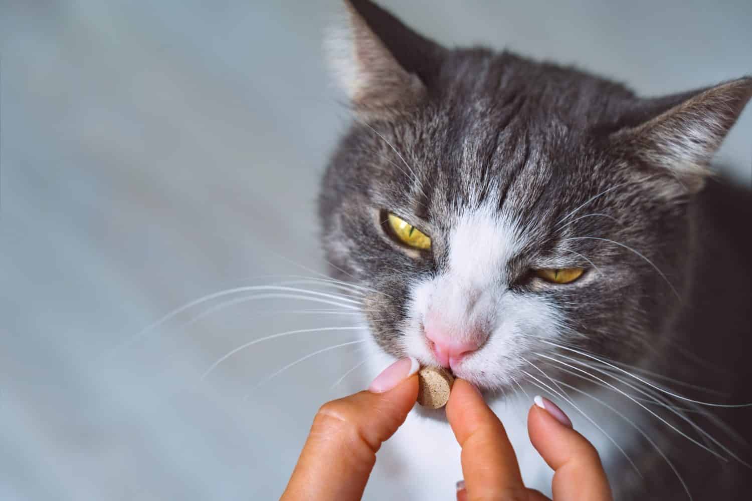 Proprietario che somministra una medicina in pillole a un gatto malato. Medicinali e vitamine per animali domestici. Pillole per animali.