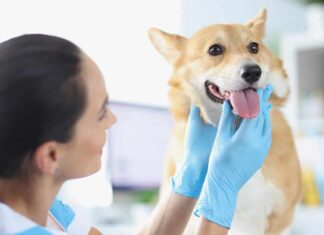 Il veterinario esegue un esame fisico della cavità orale del cane in primo piano