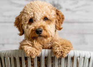 Quanto diventano grandi i mini Goldendoodle - Mini Goldendoodle