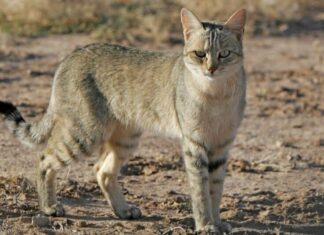 Tipi di razze di gatti egiziani