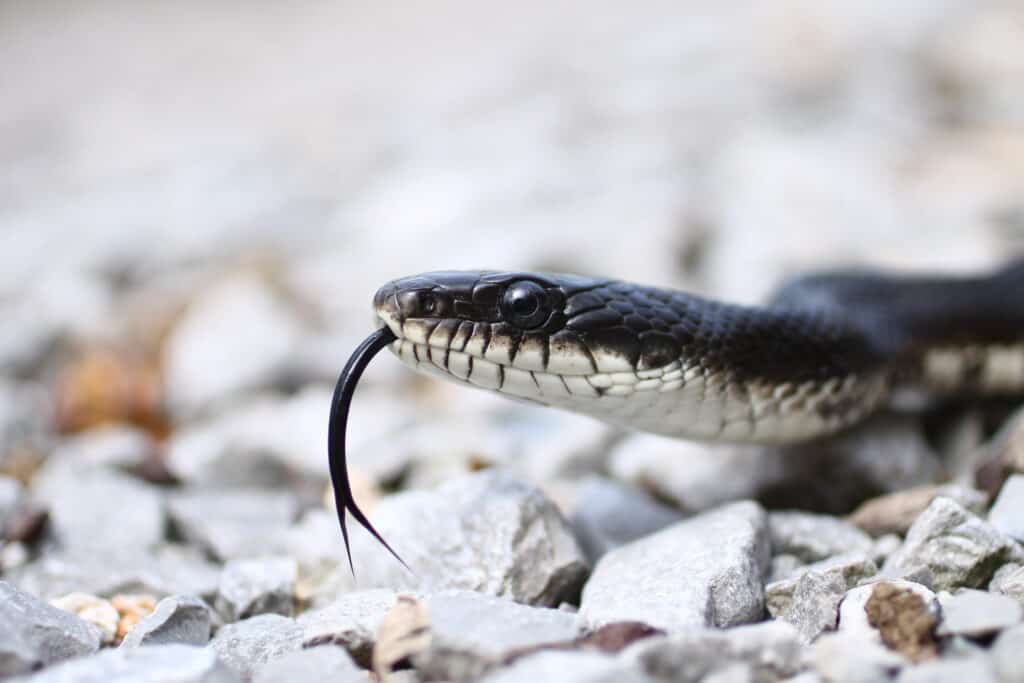 Un serpente ratto nero muove la lingua