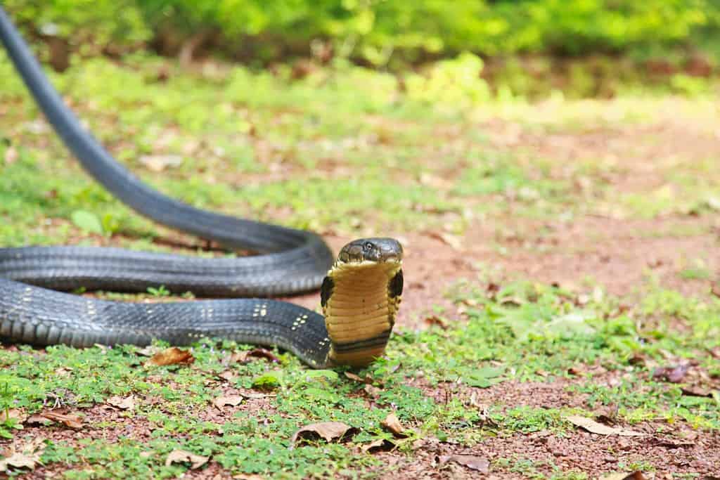 Il cobra reale, Ophiophagus hannah, è una specie di serpente velenoso appartenente alla famiglia degli elapidi, endemica delle giungle dell'Asia meridionale e sud-orientale, Goa, India 