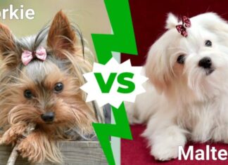 Yorkie contro Maltese