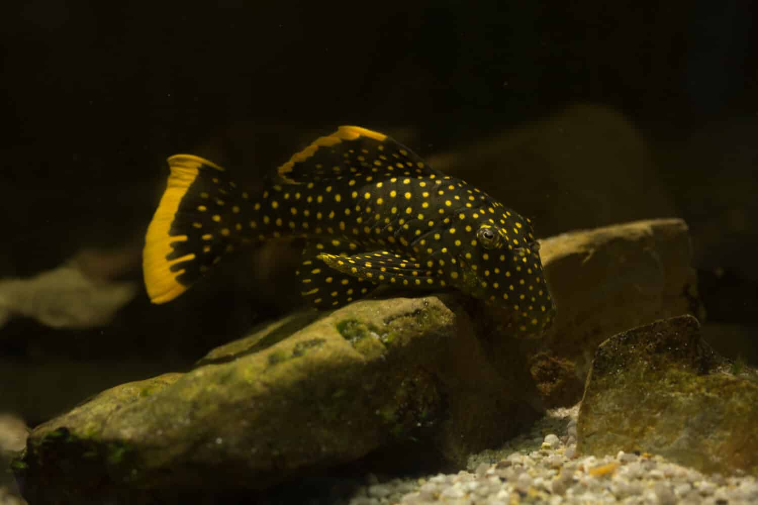 Pleco pepita d'oro (Baryancistrus xanthellus). 