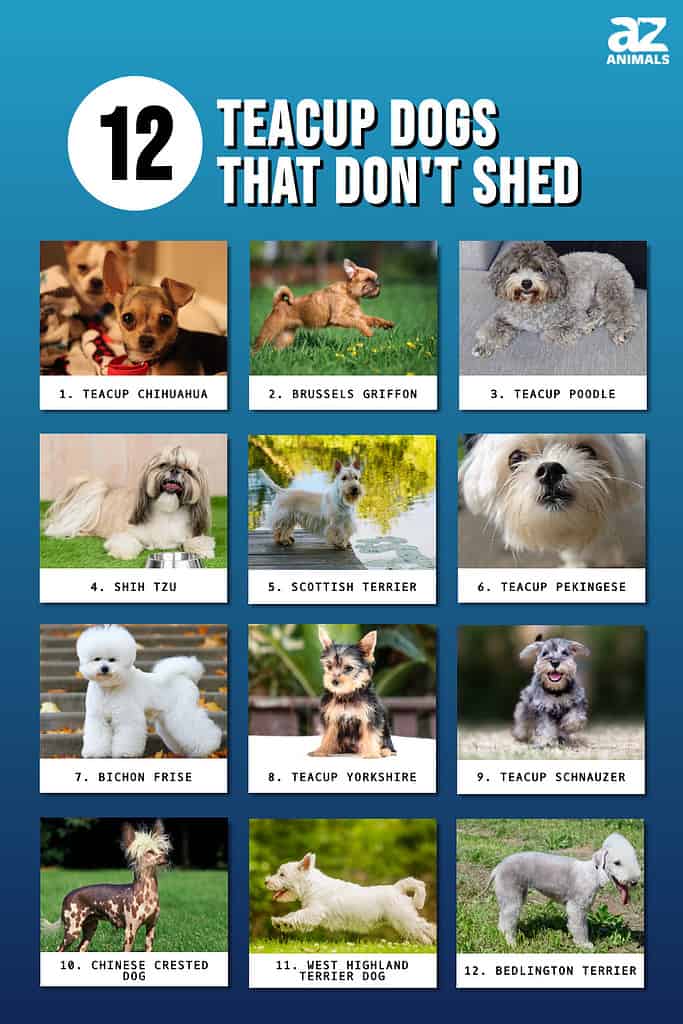 Infografica di 12 cani Teacup che non perdono il pelo