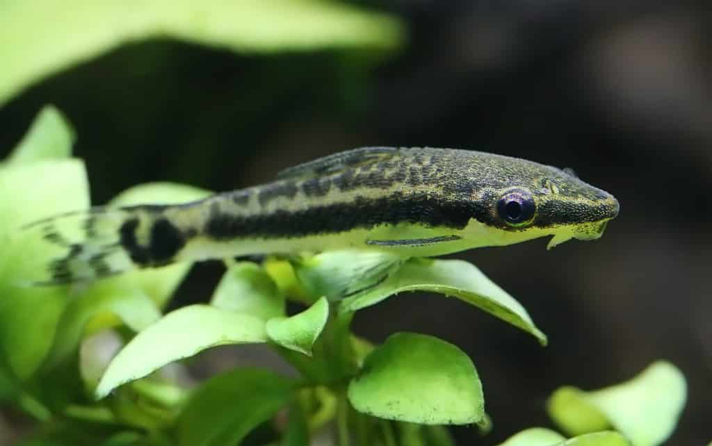 Primo piano di un otocinclus in un acquario piantumato