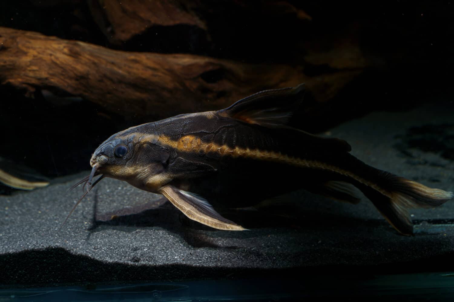 Pesce gatto Raffaello striato (Platydoras armatulus) che nuota sul fondo dell'acquario