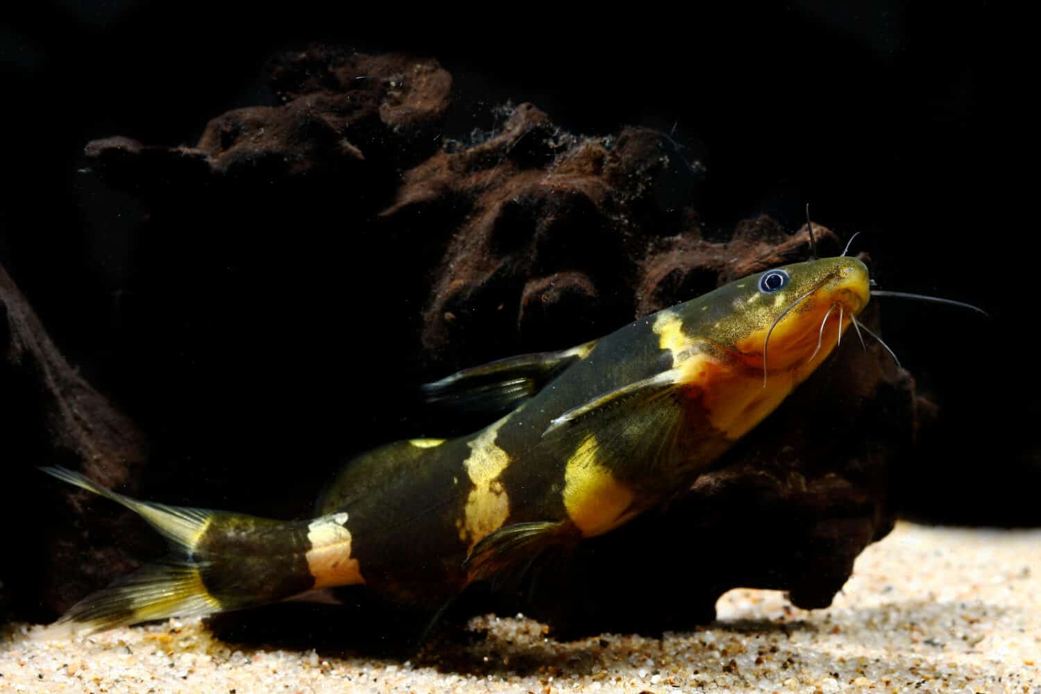 Pesce gatto asiatico (Pseudomystus siamensis)