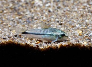 Un Cory pigmeo sul fondo di un acquario