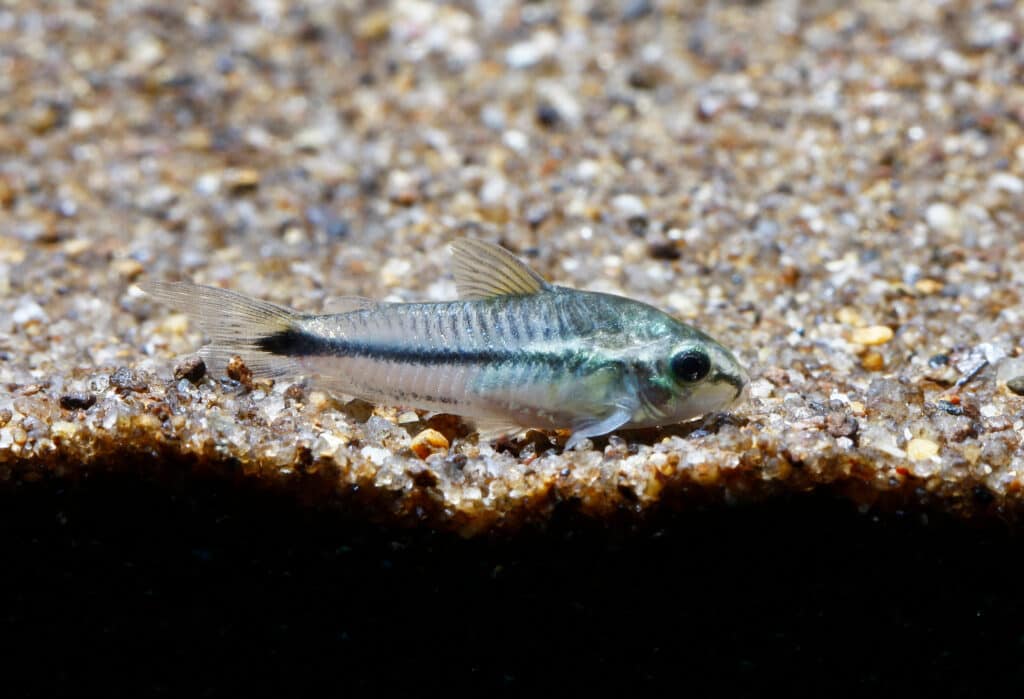 Un Cory pigmeo sul fondo di un acquario