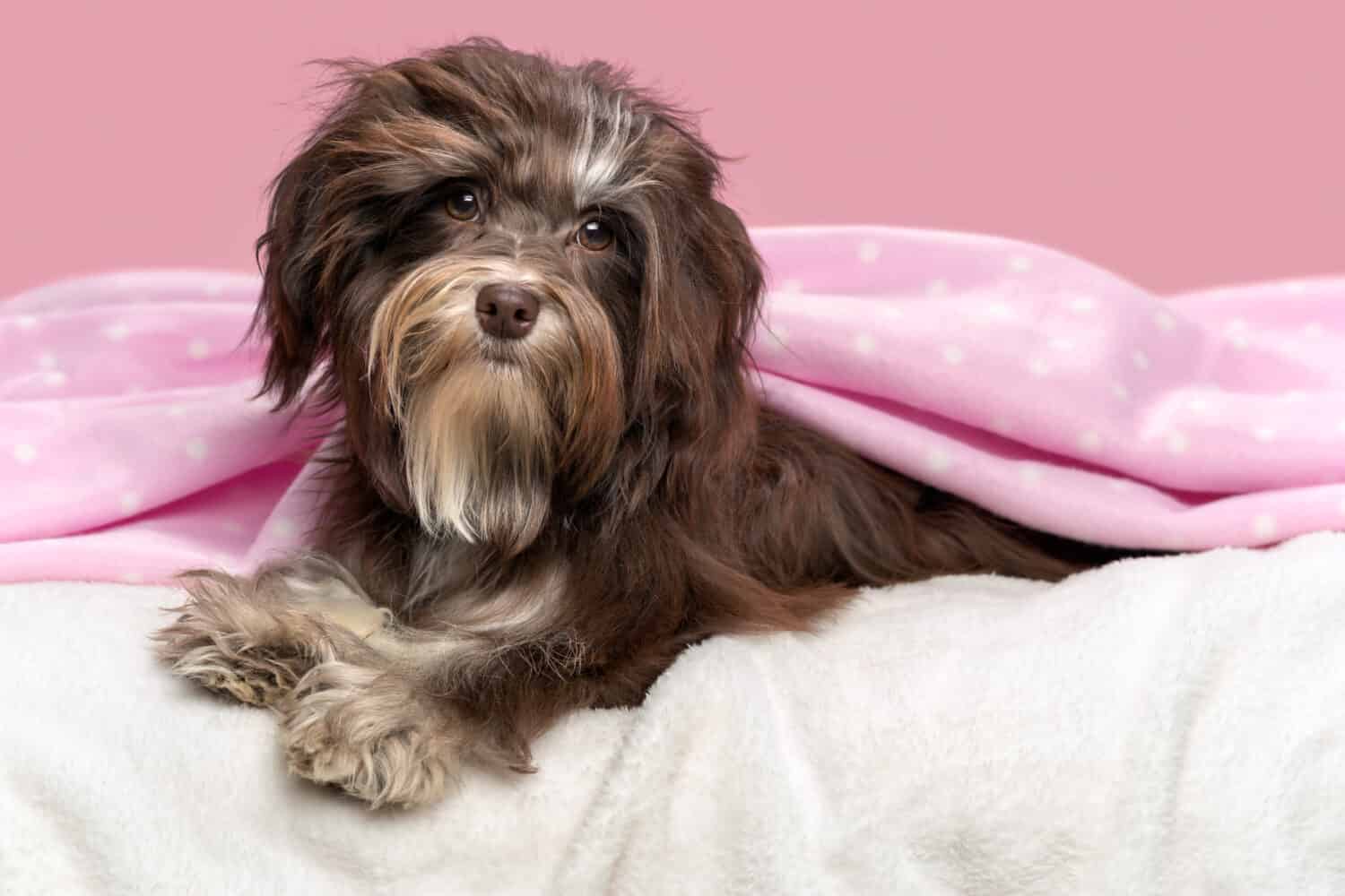 Carino cagnolino Havanese color cioccolato sdraiato in un letto sotto una coperta rosa, davanti a uno sfondo color malva