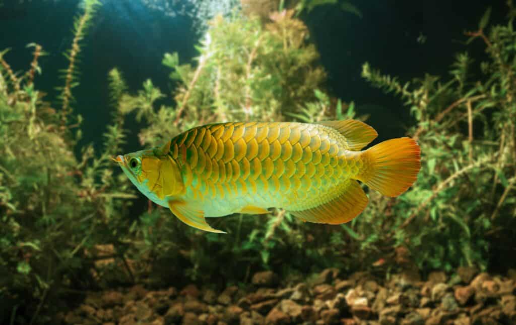 Arowana asiatico rosso dorato in acquario.