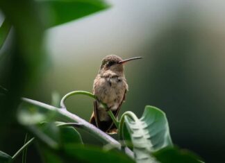 Colibrì scuro, un bellissimo colibrì endemico del Messico