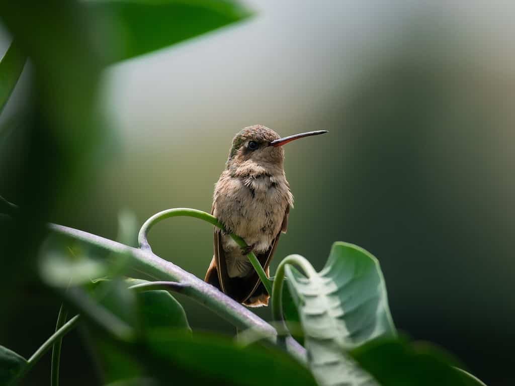 Colibrì scuro, un bellissimo colibrì endemico del Messico