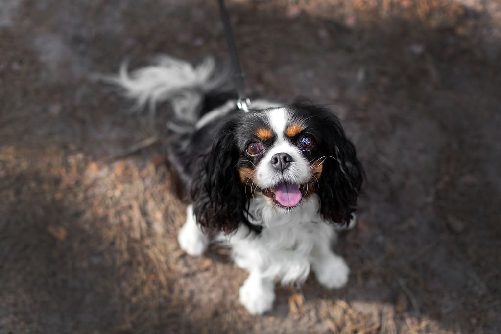 Cane felice durante la passeggiata