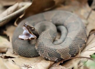 Cottonmouth contro serpente d'acqua - Cottonmouth 