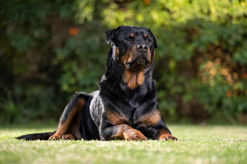 Stupendo e orgoglioso Rottweiler maschio adulto di razza seduto e sdraiato sull'erba in posa per una fotografia, scattata a livello degli occhi con luci da studio sul prato, con sguardo curioso, pronto a proteggere