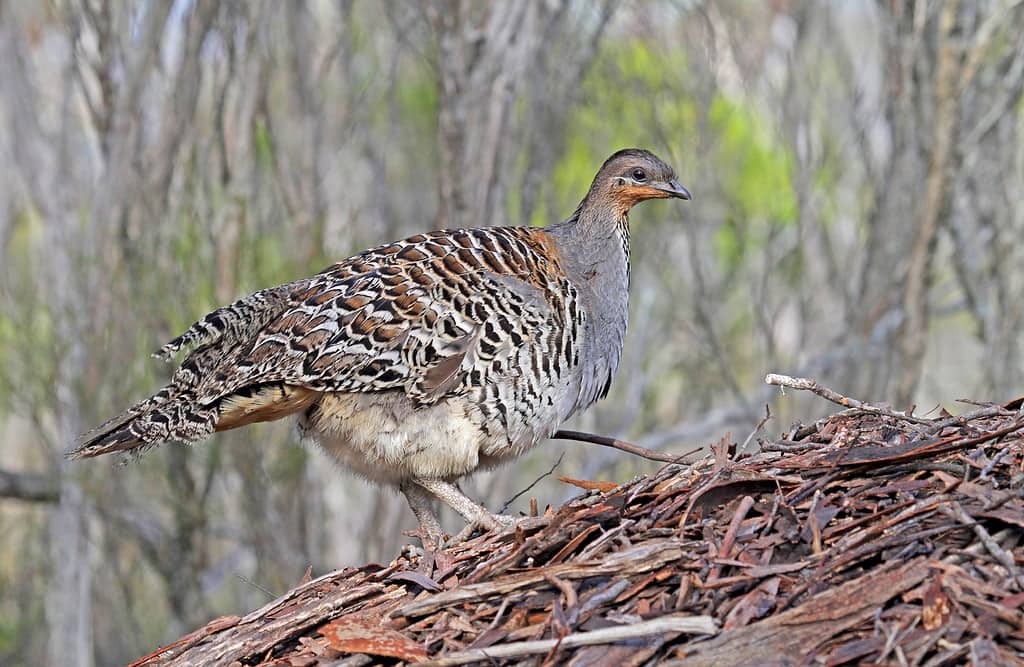 Malleefowl, Ocellata al forno