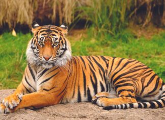 Bangladesh, Tigre del Bengala, Tigre, Bengala Occidentale, Animale