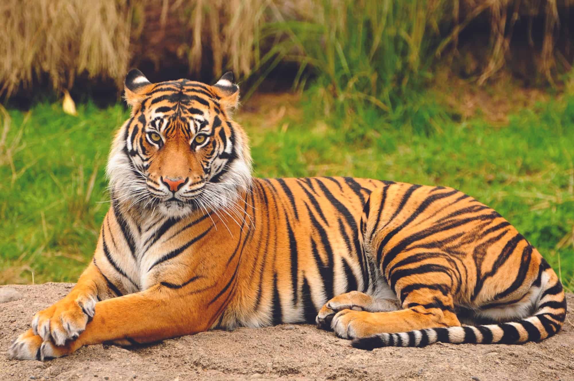 Bangladesh, Tigre del Bengala, Tigre, Bengala Occidentale, Animale