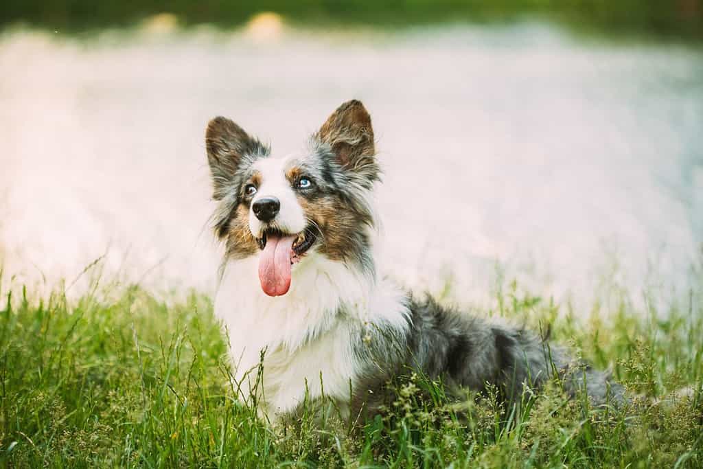 Divertente cane Welsh Corgi Blue Merle Cardigan che gioca nell'erba verde estiva al lago nel parco. Il Welsh Corgi è un piccolo tipo di cane da pastore originario del Galles. Estate. Sfondo estivo.