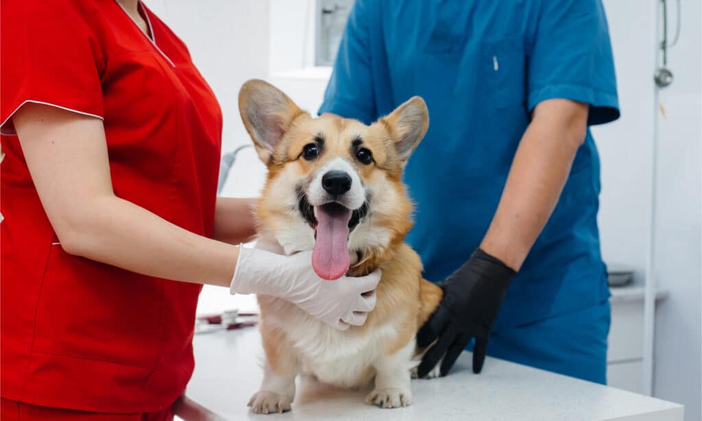 Un corgi su un tavolo da visita